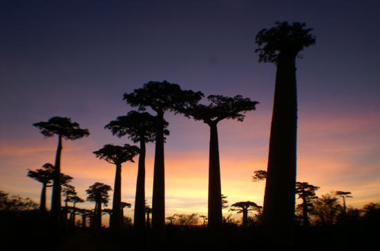 cocher de soleil sur l'allée des Baobabs