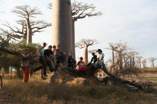 photo des groupe sur l'allée des baobabs